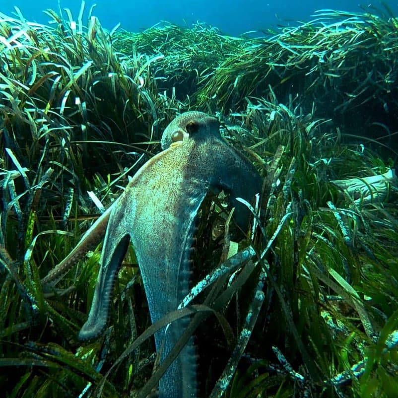 Sea creature in weeds