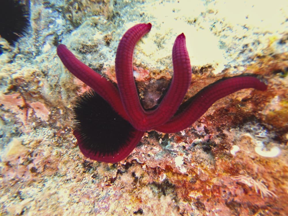 Uderwater creature on a rock