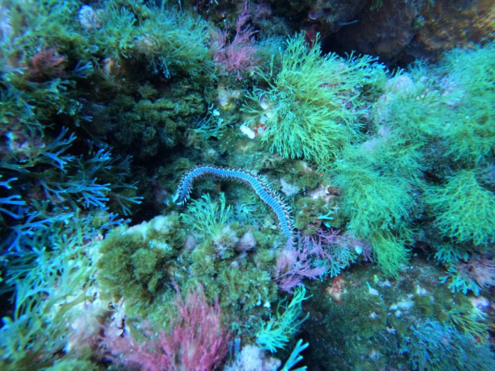 Sea creature on colorful rock formation