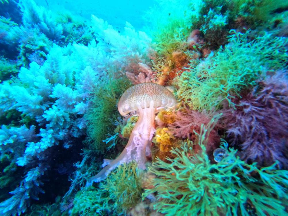 Image of colorful reef